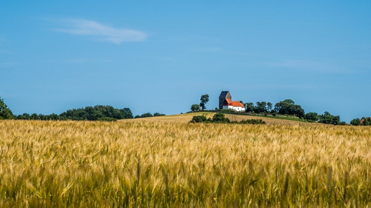 Rutsker Kirsche auf Bornholm