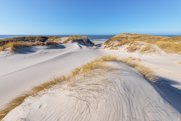 Sand dunes on the west coast of Denmark near Esbjerg