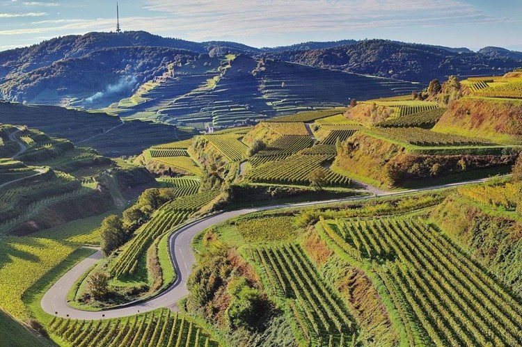 Sasbach am Kaiserstuhl_512-2720541