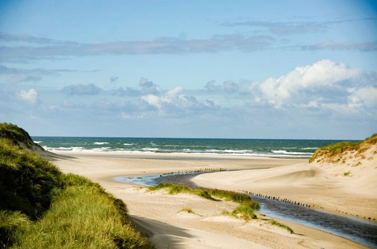 Sommer in den Sanddünen und an der Nordsee in Dänemark