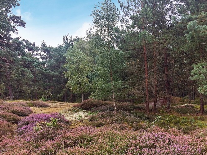 Strandmarken auf Bornholm