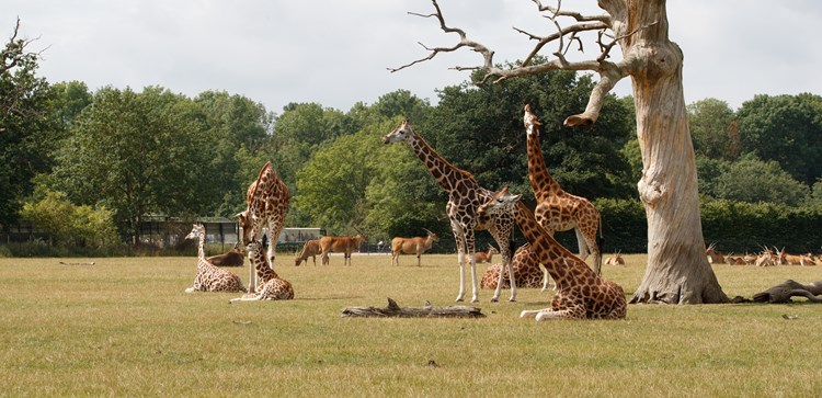 Tiere auf der Savanne im Knuthenborg Safaripark