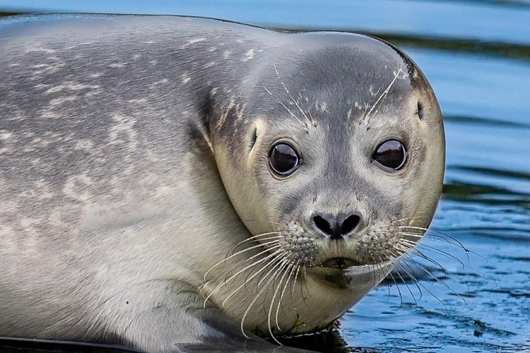 Eine Robbe im Westküstenpark & Robbarium in St. Peter-Ording