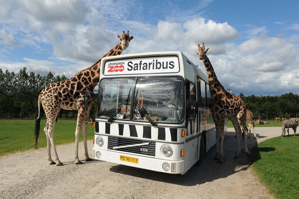 Der Safaribus im GIVSKUD ZOO – ZOOTOPIA, umringt von neugierigen Giraffen