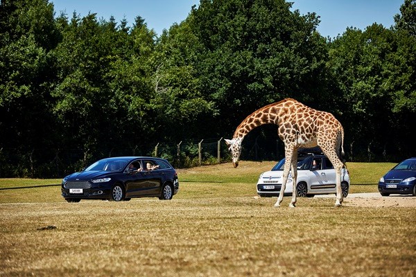 Safari-Abenteuer im eigenen Auto im GIVSKUD ZOO – ZOOTOPIA