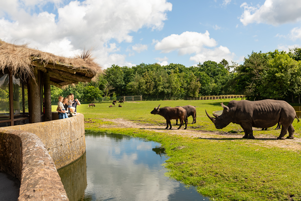 Fasziniert beobachtet eine Familie die imposanten Nashörner aus nächster Nähe im GIVSKUD ZOO – ZOOTOPIA