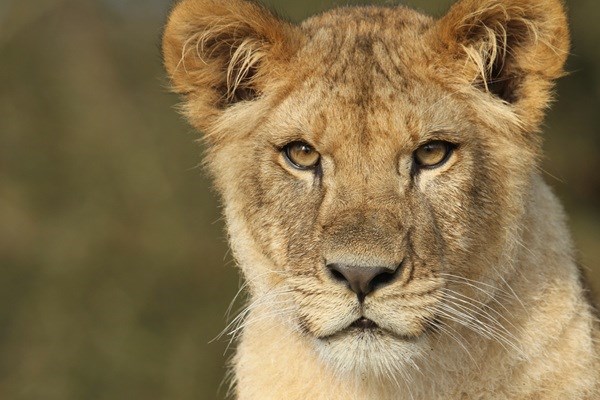 Ein junger Löwe im GIVSKUD ZOO – ZOOTOPIA