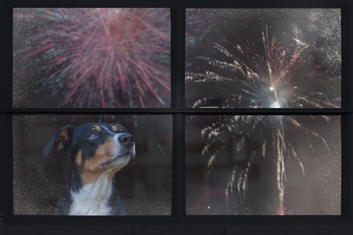 Hund schaut sich Feuerwerk durch ein Fenster an, das sich in der Scheibe spiegelt