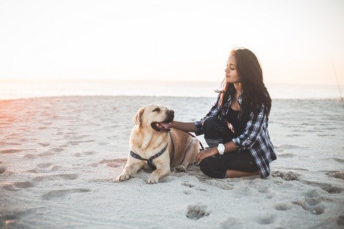 Labrador enstpannt am Strand mit Frauchen