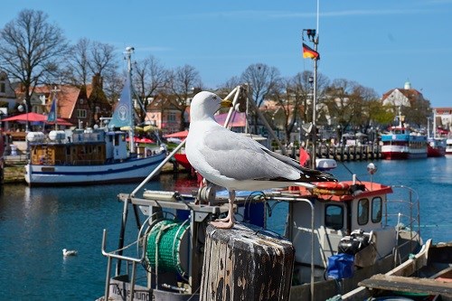Möwe im Fischreiehafen Warnemünde 