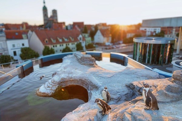 Humboldt-Pinguine im OZEANEUM