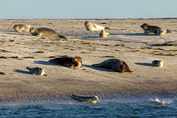 Robben auf der Sandbank, Schleswig-Holstein