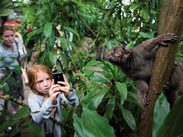 Mädchen macht ein Foto von einem Lemur im Randers Regnskov