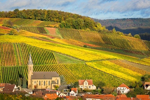 Weinberge in Herbstfarben, Pfalz, Deutschland