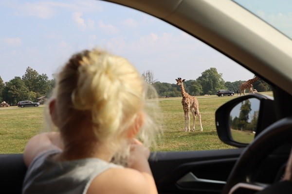 Ein kleines Mädchen bewundert die Giraffen im Knuthenborg Safaripark aus dem Autofenster 