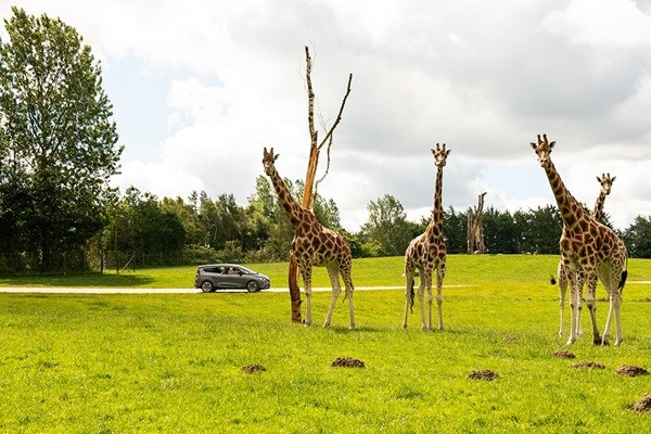 Giraffen im Givskud Zoo