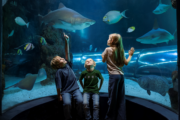 Kinder betrachten Fische im Aquarium im Kattegatcentret