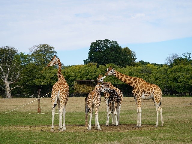 Giraffen im Knuthenborg Safaripark