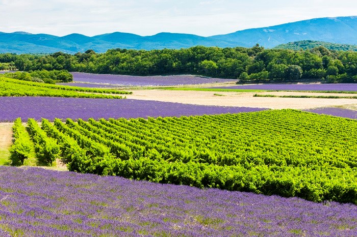Lavendelfelder mit Weinbergen - Rhone-Alpen, Provence
