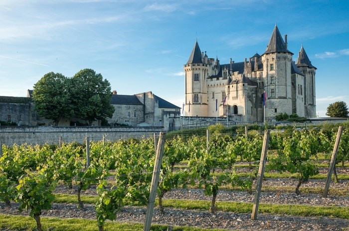 Weinberg vor dem Saumur Schloss im Loiretal