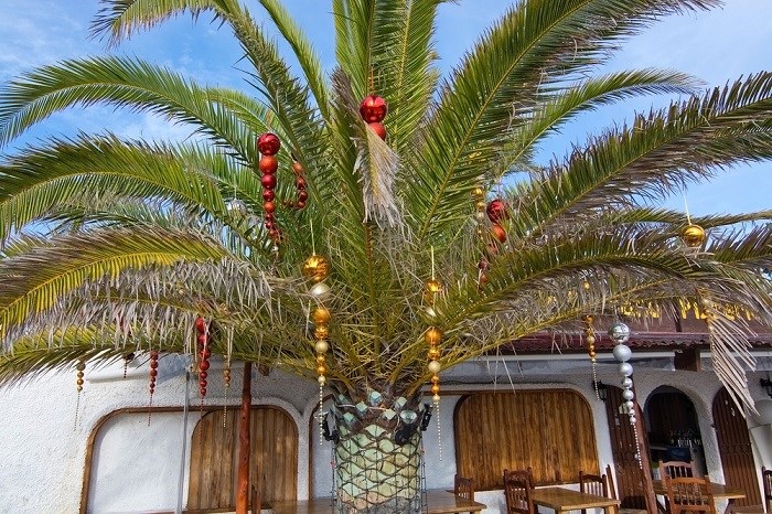 Weihnachtlich geschmückte Palme