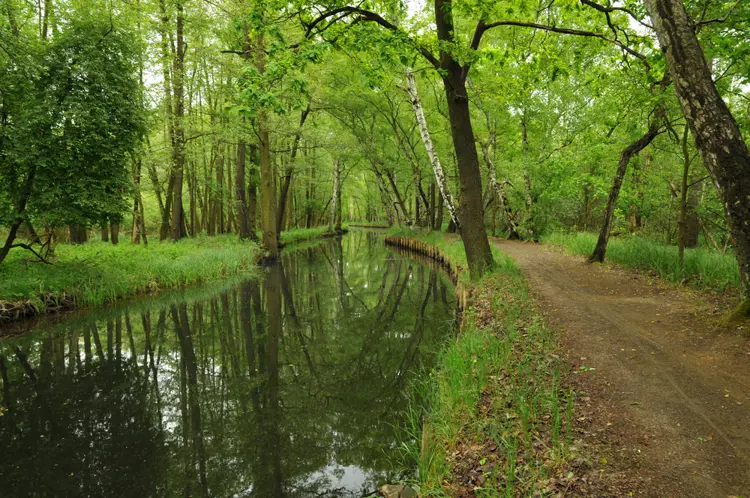 Radweg im Spreewald
