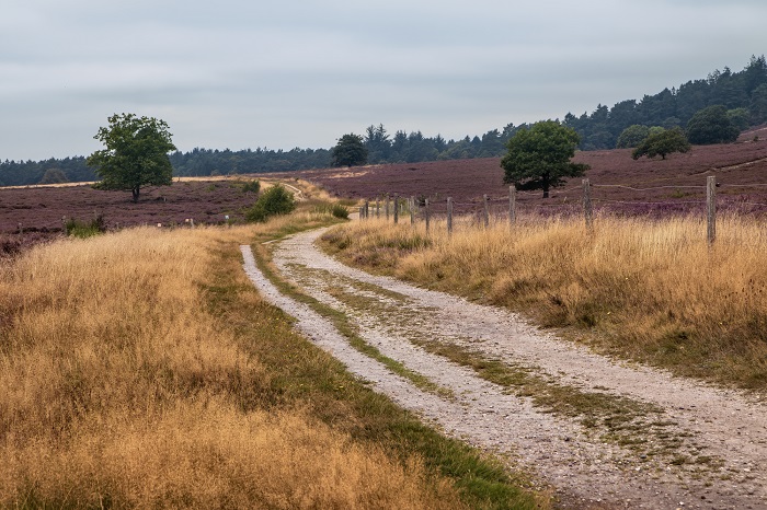 Feld- und Weidelandschaft in Jütland