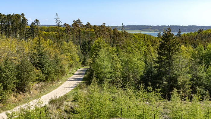 Küstenwälder im Nationalpark Thy