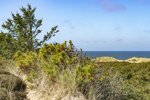 Nationalpark Thy an der dänischen Nordseeküste, Westjütland