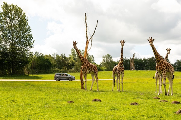 Giraffen im Givskud Zoo