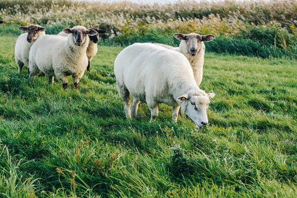 Schafe auf einer saftigen Wiese schauen dich an