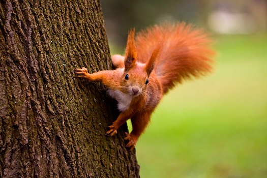 Eichhörnchen im Eichhörnchenwald