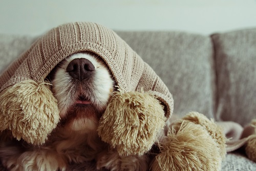 Ein Hund eingekuschelt mit Decke über dem Kopf