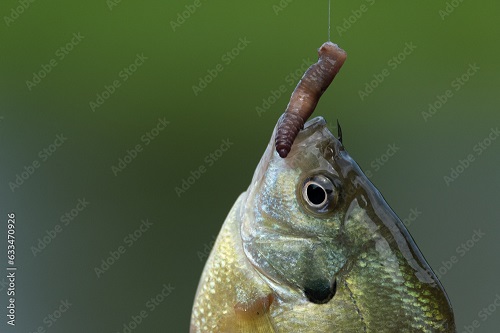 Fisch mit Köder beim Angeln