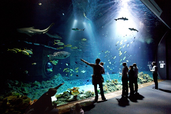 Grosses Hai-Atoll im Tropen-Aquarium Hagenbeck