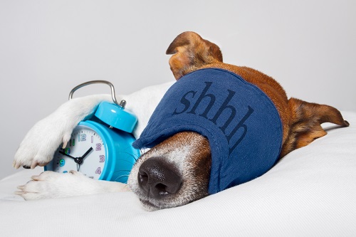 Hund entspannt mit Schlafmaske und Wecker, der Silvester klngelt