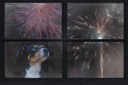 Hund schaut sich Feuerwerk durch ein Fenster an, das sich in der Scheibe spiegelt