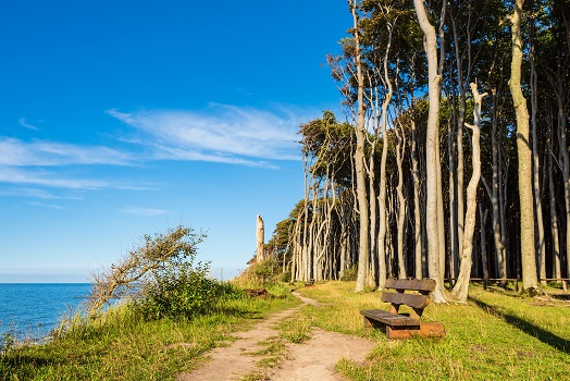 Küstenwald an der Ostseeküste