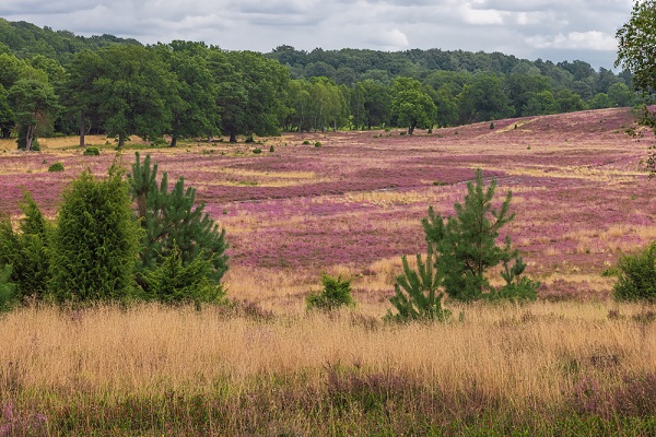Lüneburger Heide