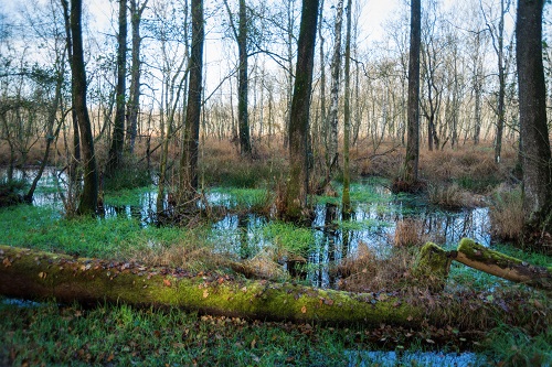 Moorlandschaft in Schleswig-Holstein ©AdobeStock_302252941