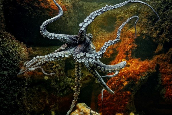 Nordsee-Aquarium Zoo am Meer