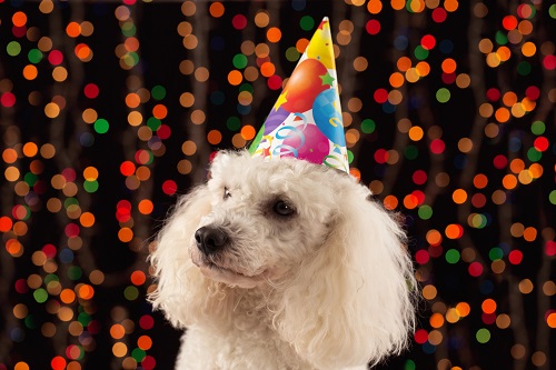 Pudel mit Silvesterhütchen und Konfetti im Hintergrund