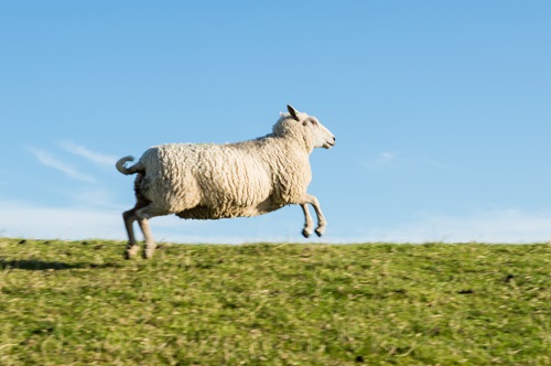 Schaf ohne Locken auf dem Deich