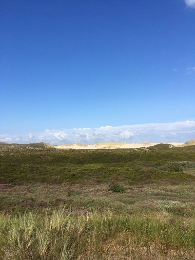 Wanderdüne mit Dünengras 