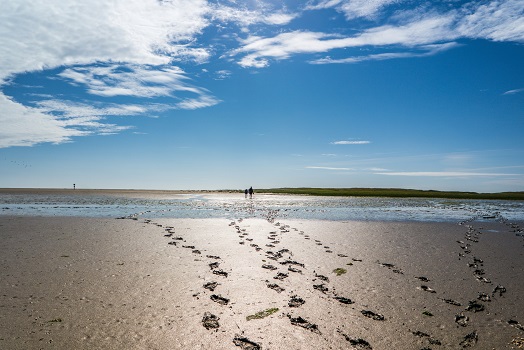 Wattwandern an der Nordsee