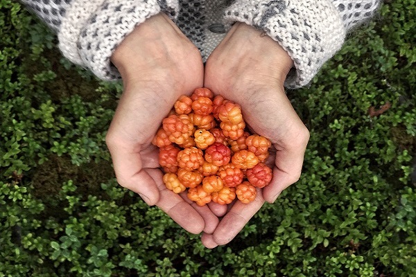 Zwei Hände, die Moltebeeren aus Lappland halten