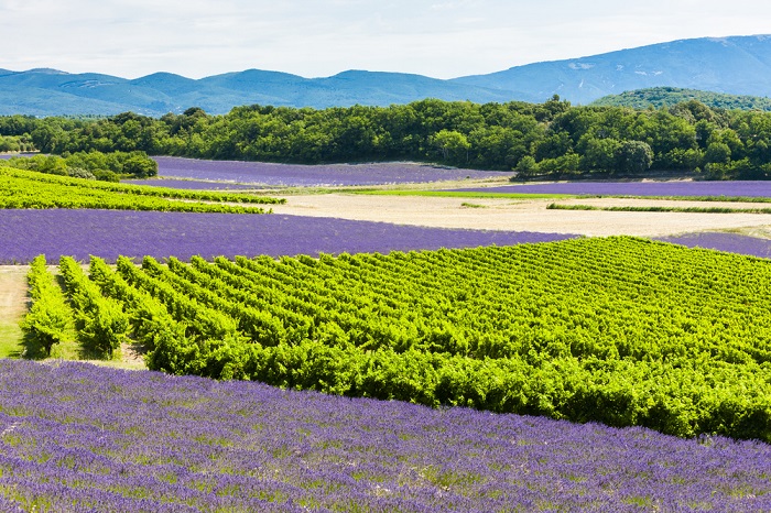 Lavendelfelder mit Weinbergen - Rhone-Alpen, Provence