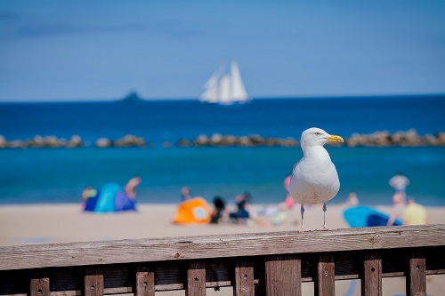 Möwe vor blaugm Himmer und Meer