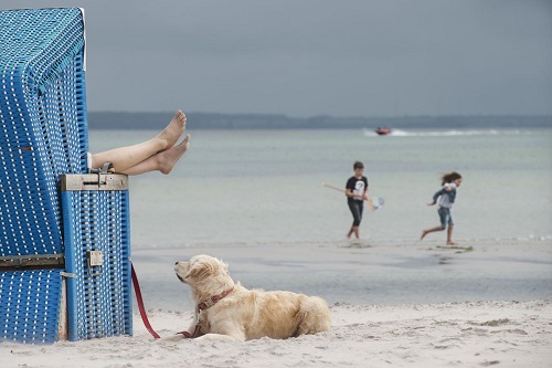 Strandkorb mit Hund vor dem blauen Meer 
