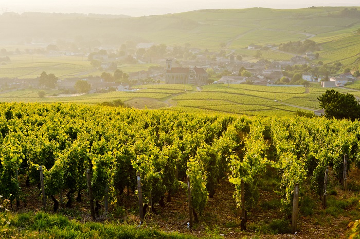 Weinberge in der Nähe von Fuisse, Burgund